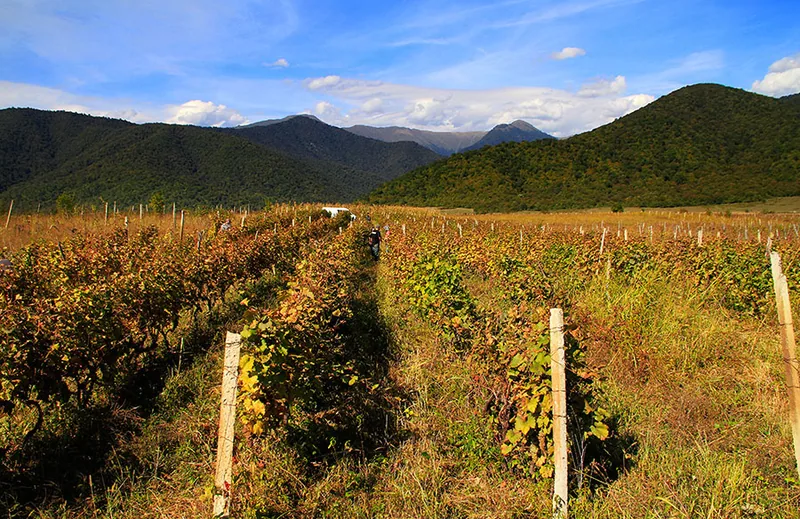 Vineyard rows and countryside in Kakheti, Georgia